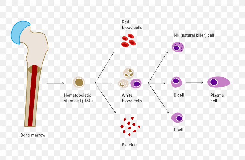 White Blood Cell Haematopoiesis Red Blood Cell, PNG, 1840x1200px, Blood Cell, B Cell, Basophil, Blood, Bone Marrow Download Free