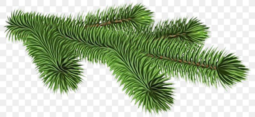 Christmas Black And White, PNG, 800x376px, Watercolor, American Larch, Balsam Fir, Branch, Canadian Fir Download Free