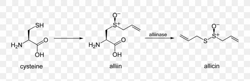 Allicin Alliinase Diallyl Disulfide Garlic, PNG, 1100x358px, Allicin, Ajoene, Alliin, Alliinase, Amino Acid Download Free