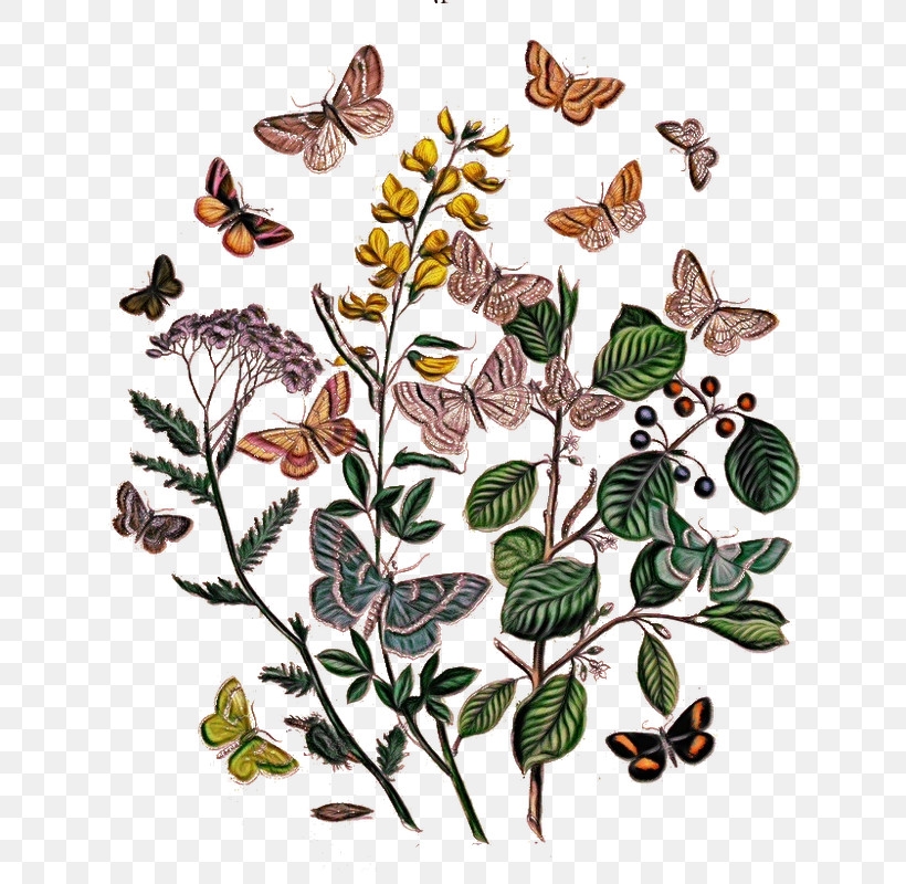 Butterfly Moths And Butterflies Flower Insect Plant, PNG, 677x800px, Watercolor, Butterfly, Flower, Insect, Leaf Download Free