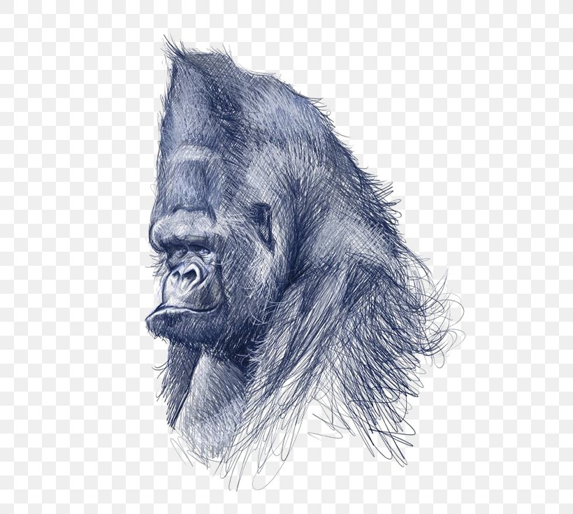 Common Chimpanzee Gorilla Drawing Art Illustration, PNG, 564x735px, Common Chimpanzee, Art, Arts, Caricature, Chimpanzee Download Free