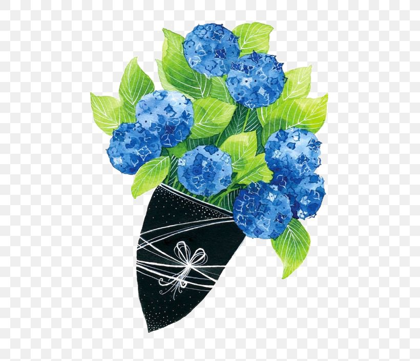 French Hydrangea Flower Illustration, PNG, 564x704px, French Hydrangea, Art, Blue, Cornales, Drawing Download Free