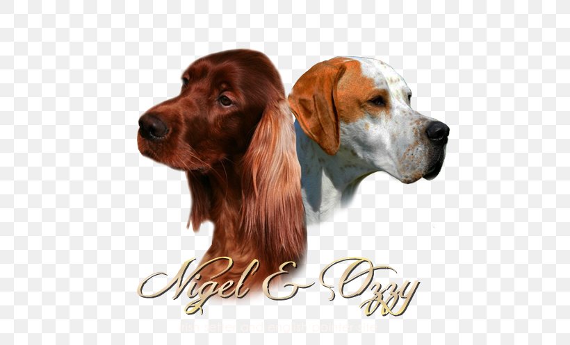 Irish Setter Dog Breed Spaniel Companion Dog, PNG, 600x497px, Irish Setter, Breed, Carnivoran, Companion Dog, Dog Download Free
