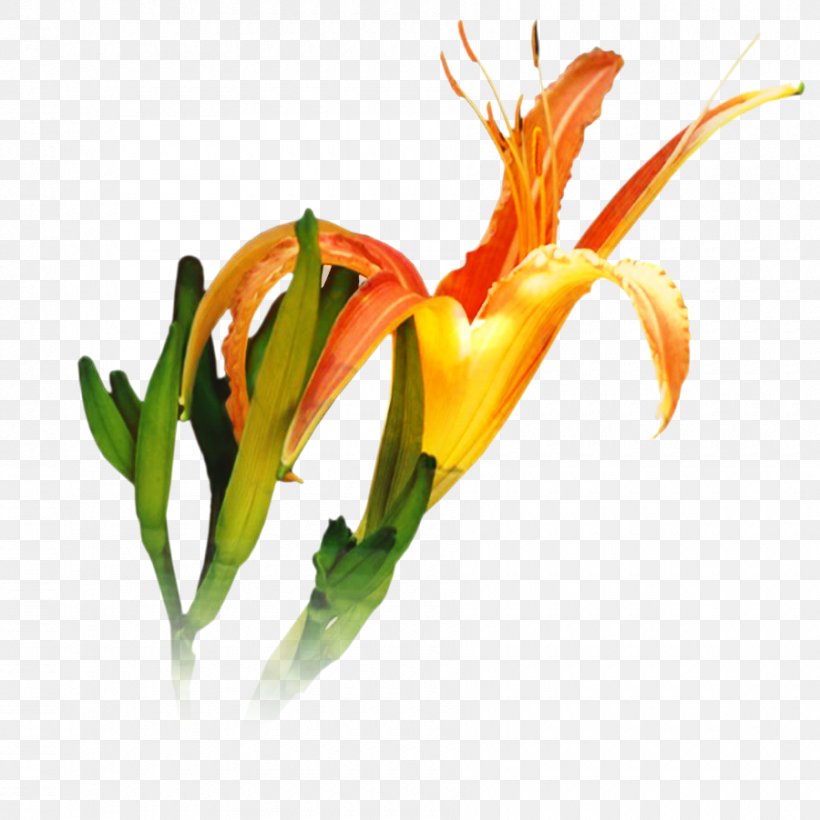 Lily Flower Cartoon, PNG, 900x900px, Lily, Bird Of Paradise, Bud, Cut Flowers, Daylily Download Free