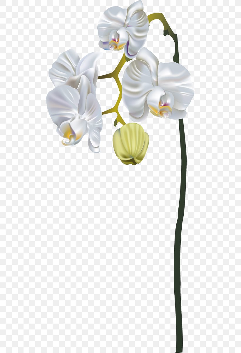 Moth Orchids Flower Bouquet, PNG, 506x1200px, Orchids, Cattleya Orchids, Color, Cut Flowers, Floral Design Download Free