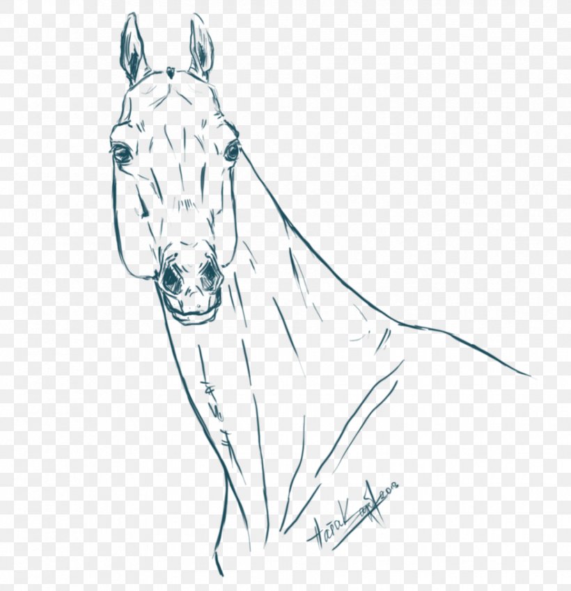 Mule Akhal-Teke Pony Line Art Sketch, PNG, 877x910px, Mule, Akhalteke, Art, Artwork, Black And White Download Free