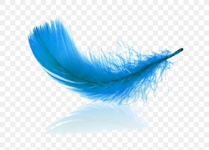 Stock Photography Feather Germany Royalty-free, PNG, 699x590px, Stock Photography, Aqua, Blue, Close Up, Eyelash Download Free