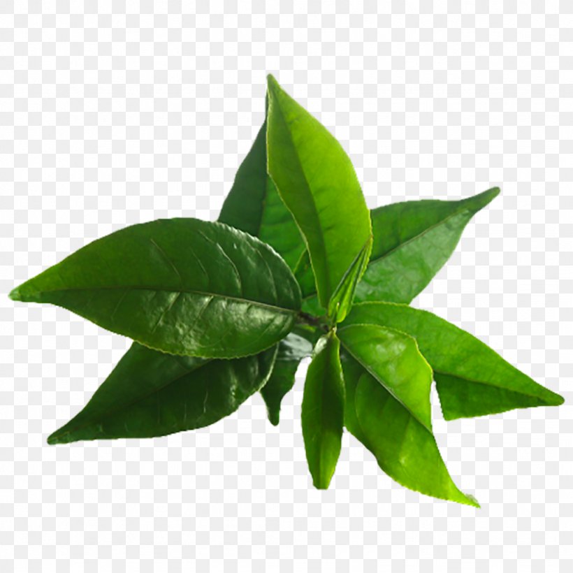 Green Tea Coffee Matcha Japanese Cuisine, PNG, 1024x1024px, Tea, Black Tea, Camellia Sinensis, Coffee, Drink Download Free