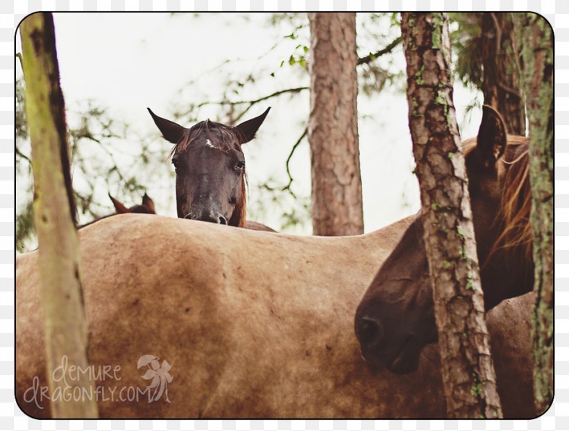 Mule Mustang Mare Halter Donkey, PNG, 960x728px, 2019 Ford Mustang, Mule, Donkey, Fauna, Ford Mustang Download Free