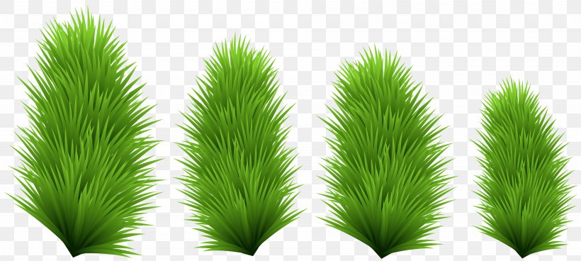 Tree Evergreen Leaf Grasses, PNG, 8000x3595px, Tree, Evergreen, Family, Grass, Grass Family Download Free