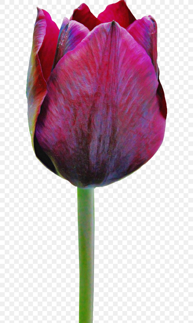 Tulip Flower Purple Petal Plant, PNG, 600x1371px, Tulip, Anthurium, Flower, Lily Family, Magenta Download Free