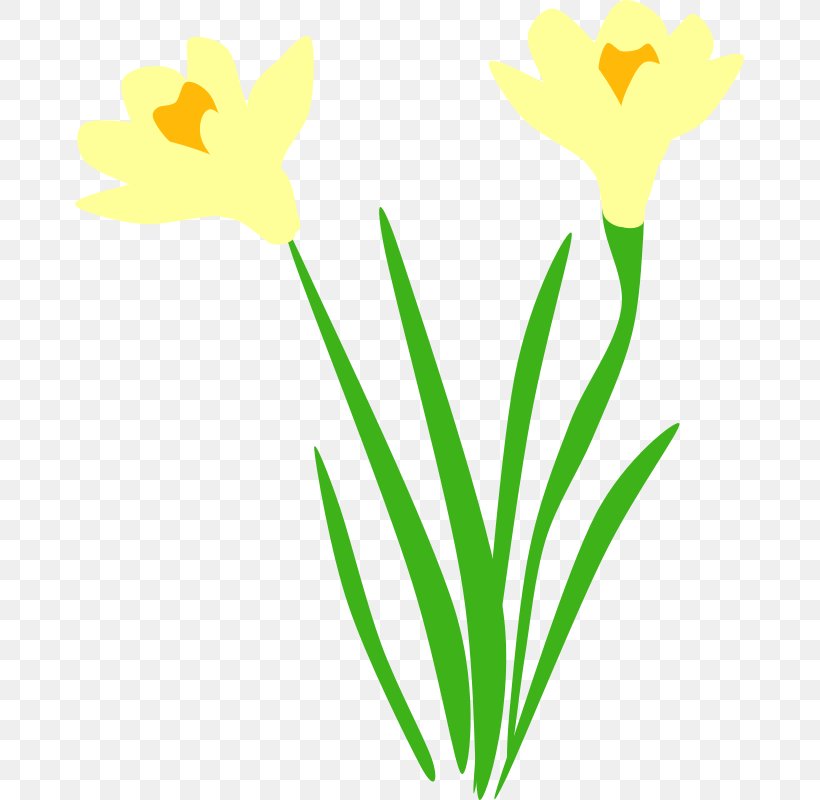 Narcissus Pseudonarcissus Clip Art, PNG, 669x800px, Narcissus Pseudonarcissus, Artwork, Cut Flowers, Daffodil, Display Resolution Download Free