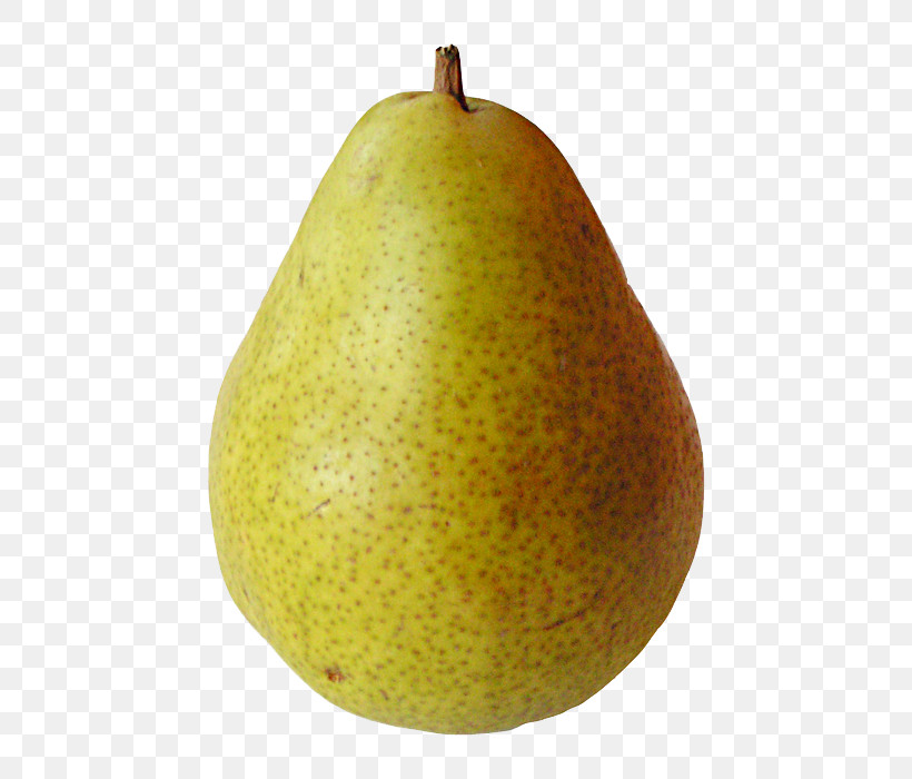 Pear Pear Fruit Tree Plant, PNG, 500x700px, Pear, Accessory Fruit, Food, Fruit, Plant Download Free