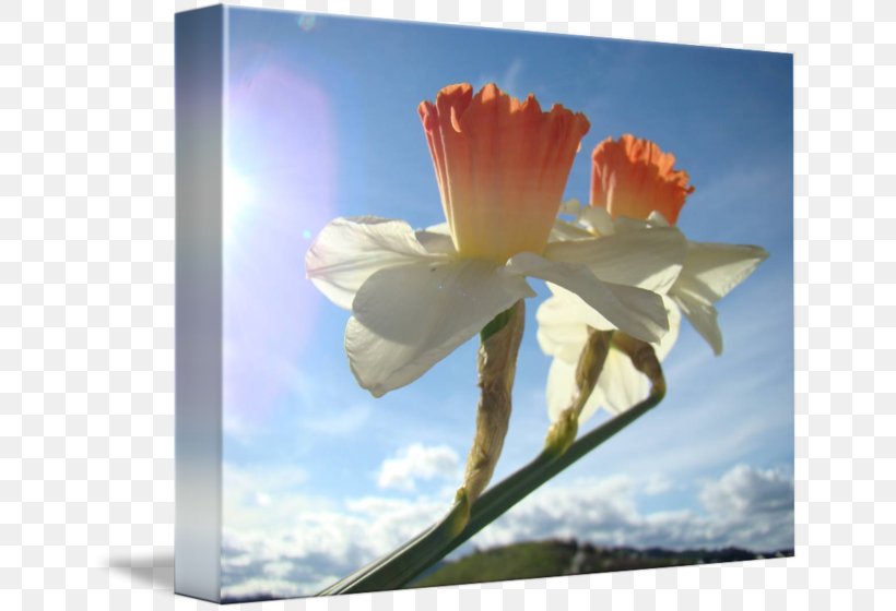 Still Life Photography Desktop Wallpaper Computer, PNG, 650x560px, Still Life Photography, Computer, Flora, Flower, Flowering Plant Download Free