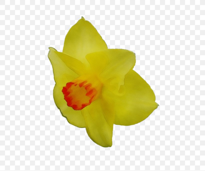 Yellow Flower Petal Plant Narcissus, PNG, 697x682px, Watercolor, Amaryllis Family, Cattleya, Flower, Flowering Plant Download Free