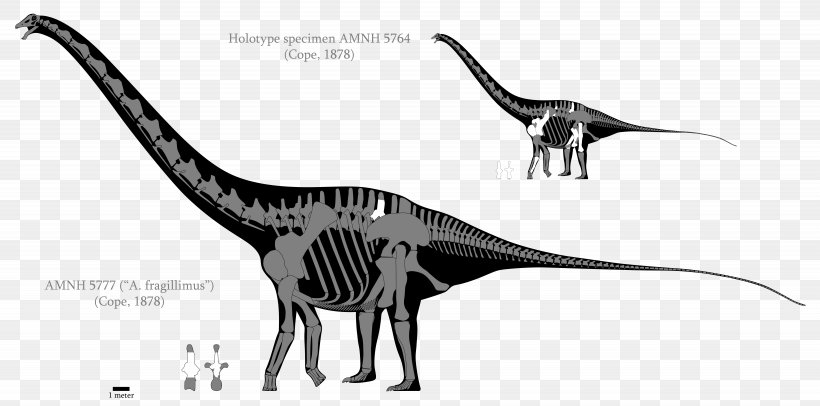 Amphicoelias Argentinosaurus Diplodocus Dinosaur Size Apatosaurus, PNG, 6150x3050px, Amphicoelias, Amphicoelias Fragillimus, Animal Figure, Apatosaurus, Argentinosaurus Download Free