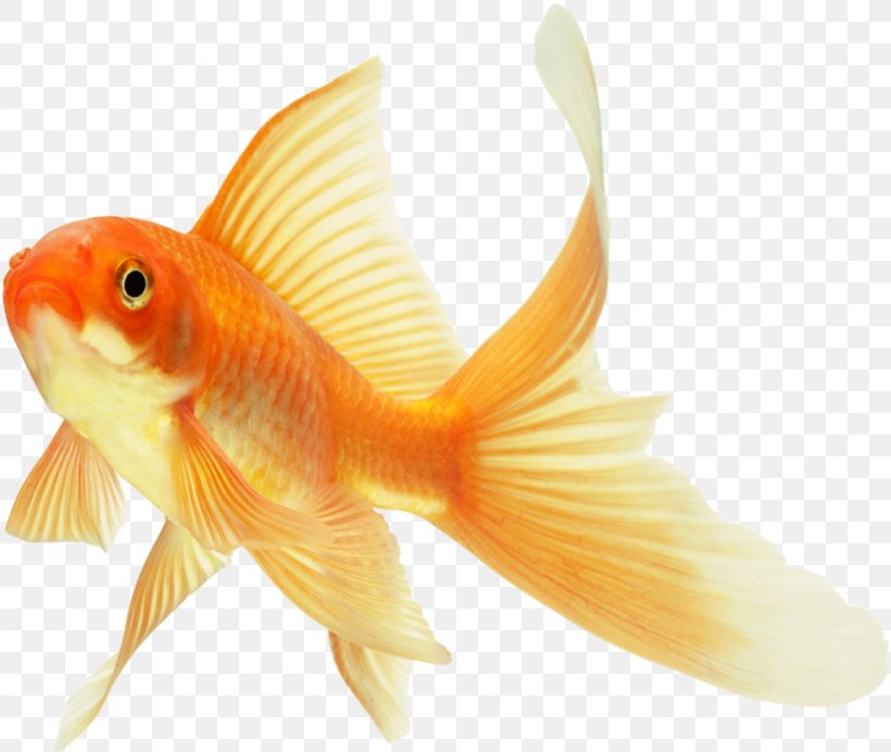 Koi Lionhead Common Goldfish Ryukin Red Cap Oranda, PNG, 1024x865px, Koi, Aquarium, Bony Fish, Comet, Common Goldfish Download Free