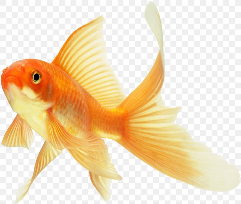 Koi Lionhead Common Goldfish Ryukin Red Cap Oranda Png 1024x865px Koi Aquarium Bony Fish Comet Common