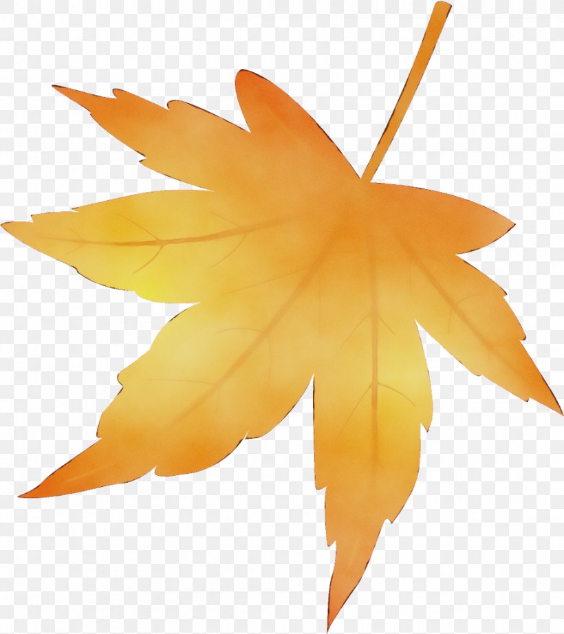 Maple Leaf, PNG, 912x1026px, Watercolor, Leaf, Maple Leaf, Orange, Paint Download Free