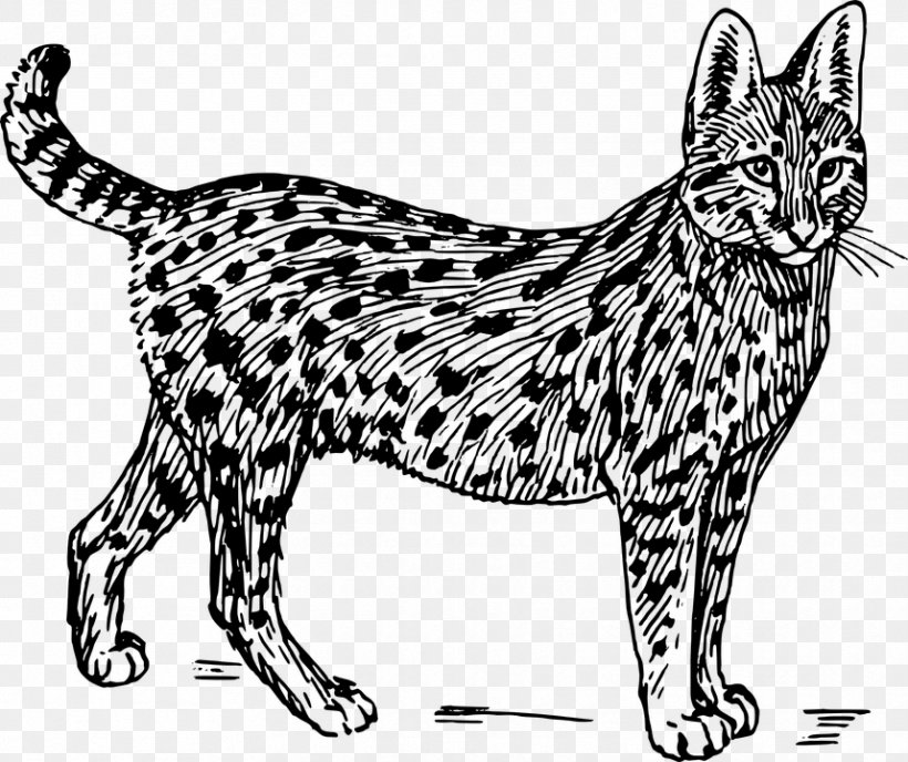 Savannah Cat Wildcat Serval Clip Art, PNG, 858x720px, Savannah Cat, Artwork, Asian, Big Cat, Black Download Free