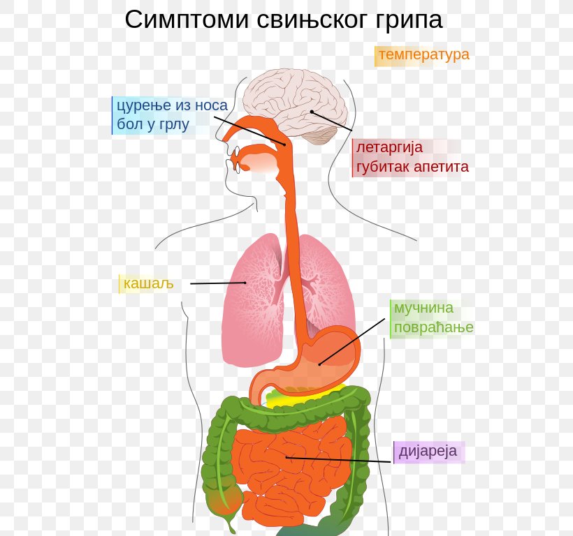 Swine Influenza Symptom Disease Influenza Pandemic, PNG, 543x768px, Watercolor, Cartoon, Flower, Frame, Heart Download Free