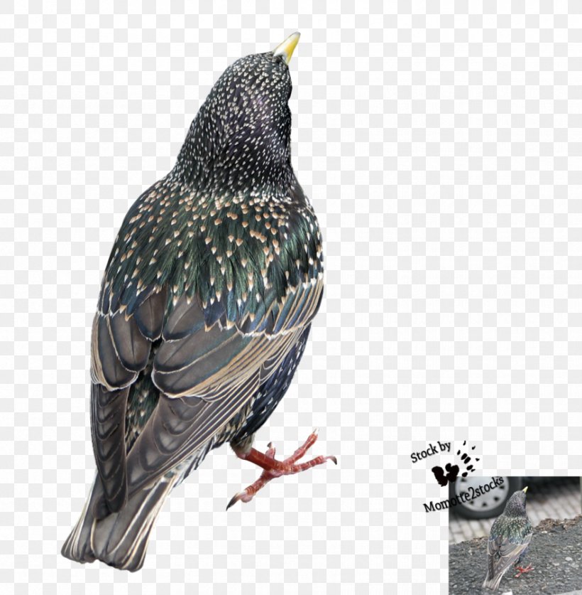 Bird Beak Common Starling, PNG, 884x903px, Bird, Animal, Art, Beak, Common Starling Download Free