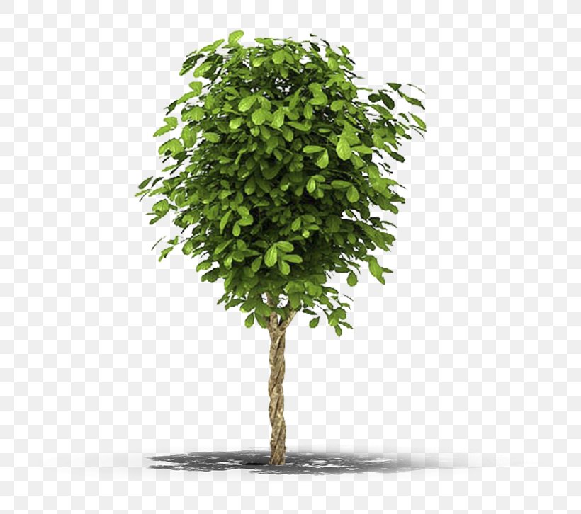 Fig Trees Vine Christmas Tree Evergreen, PNG, 726x726px, Tree, Arecaceae, Branch, Broadleaved Tree, Cgtrader Download Free