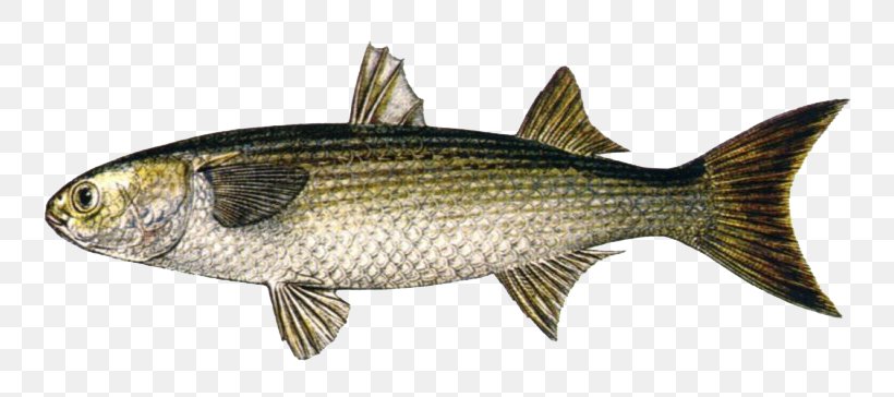 Sardine Fish Products Milkfish Carp Flathead Grey Mullet, PNG, 800x364px, Sardine, Bass, Bass Guitar, Bony Fish, Carp Download Free