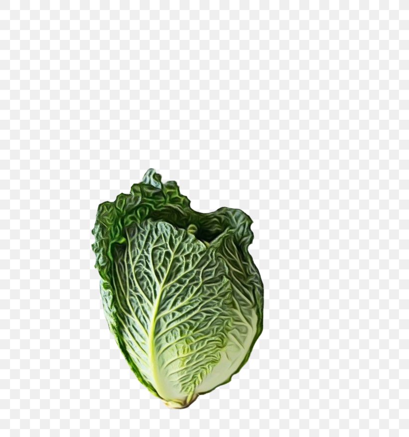 Cabbage Vegetable Savoy Cabbage Leaf Vegetable Leaf, PNG, 658x876px, Watercolor, Cabbage, Cruciferous Vegetables, Flower, Leaf Download Free