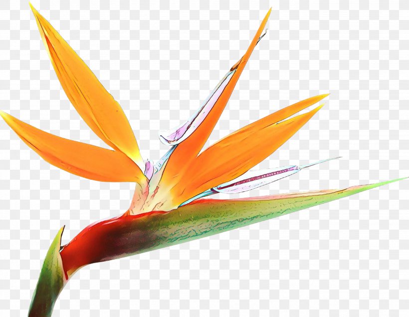 Bird Of Paradise, PNG, 2675x2074px, Cartoon, Bird, Bird Of Paradise, Birdofparadise, Flower Download Free