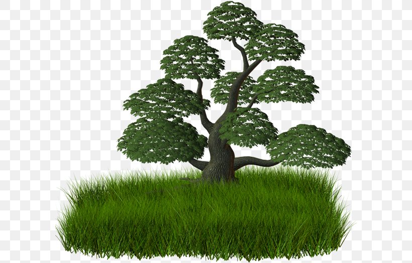 Branch Tree Raster Graphics Clip Art, PNG, 600x525px, Branch, Computer Graphics, Grass, Houseplant, Plant Download Free