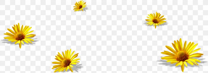 Chrysanthemum Tea Flower Yellow, PNG, 2776x978px, Chrysanthemum Tea, Calendula, Chrysanthemum, Chrysanths, Daisy Download Free