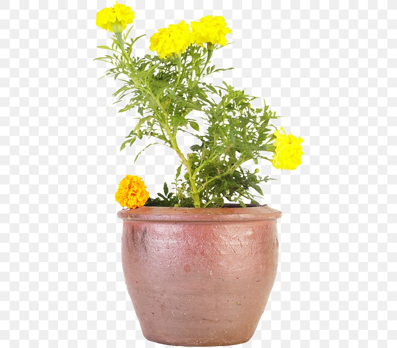 Cut Flowers Chrysanthemum ×grandiflorum Flowerpot SFGate San Francisco, PNG, 444x717px, Cut Flowers, Chrysanthemum, Chrysanthemum Grandiflorum, Death, Flower Download Free