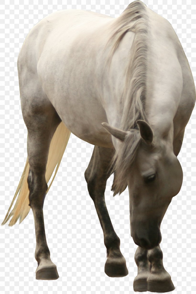 Mustang Friesian Horse Akhal-Teke Foal Mare, PNG, 916x1378px, Mustang, Akhalteke, Animal, Black, Equine Coat Color Download Free
