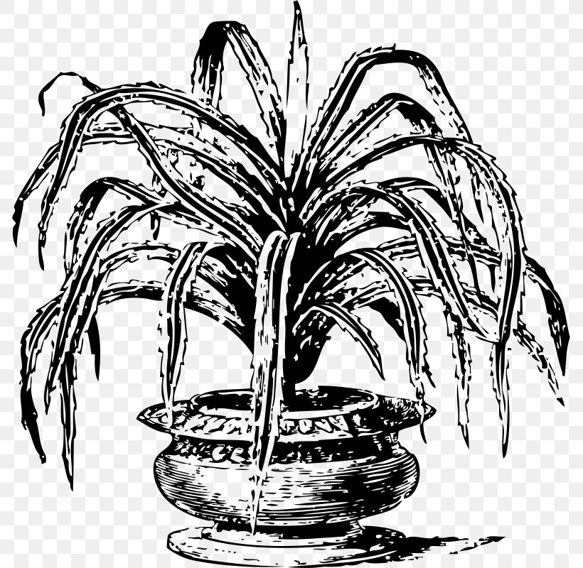 Palm Tree Drawing, PNG, 785x800px, Pandanus Tectorius, Arecales, Blackandwhite, Drawing, Elaeis Download Free