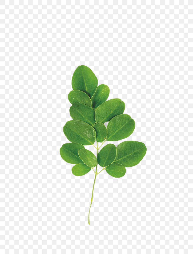 Stock Photography Leaf Royalty-free, PNG, 720x1080px, Stock Photography, Drumstick Tree, Leaf, Plant, Plant Stem Download Free