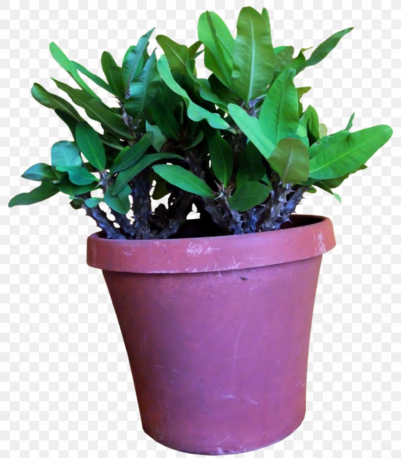 Flowerpot Leaf Houseplant Herb, PNG, 900x1028px, Flowerpot, Herb, Houseplant, Leaf, Plant Download Free