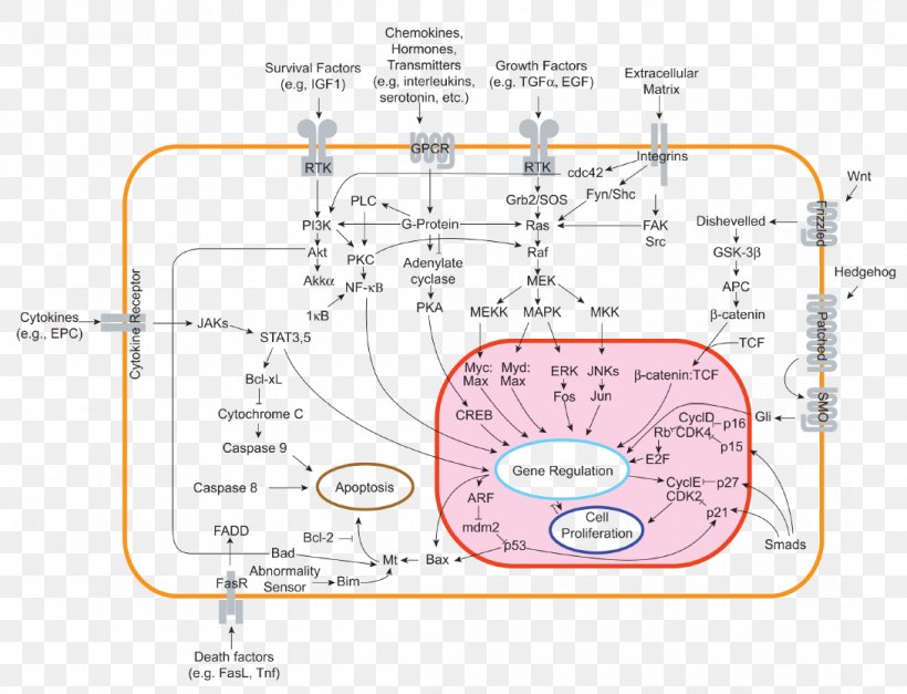 Regulation Of Gene Expression Cancer Cell, PNG, 1090x834px, Regulation Of Gene Expression, Area, Biological Pathway, Cancer, Cell Download Free