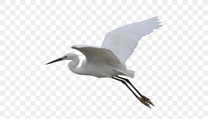 Seabird Crane Wader Beak, PNG, 1318x760px, Bird, Beak, Charadriiformes, Crane, Crane Like Bird Download Free