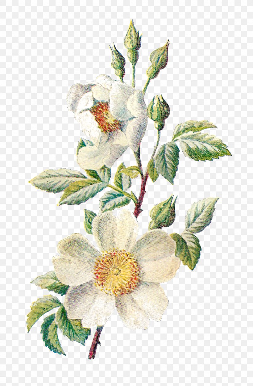 Familiar Wild Flowers Field Rose Dog-rose Plant, PNG, 1049x1600px, Familiar Wild Flowers, Botanical Illustration, Botany, Chromolithography, Cut Flowers Download Free