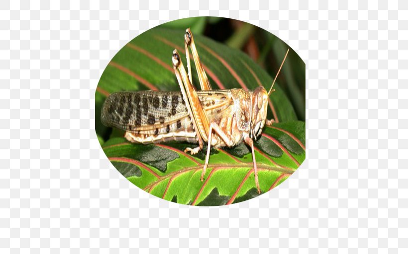 Locust Grasshopper, PNG, 512x512px, Locust, Arthropod, Ckeditor, Cricket, Cricket Like Insect Download Free