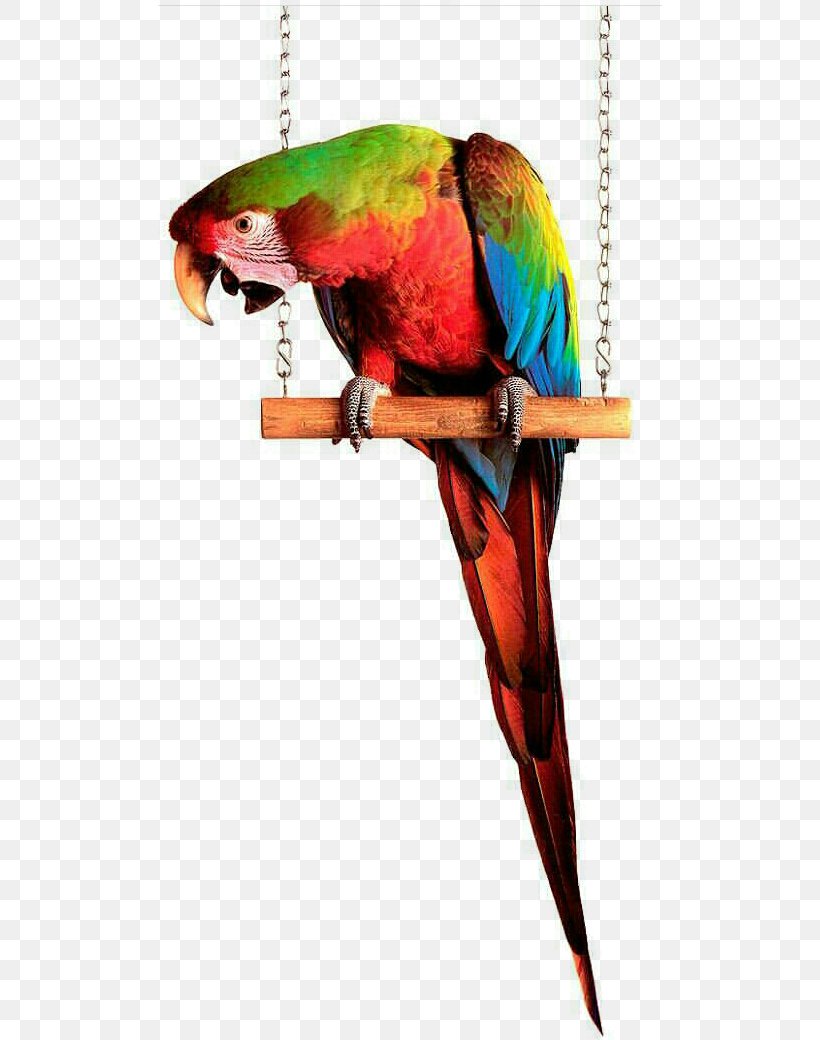 Macaw Parakeet Loriini Bird Feather, PNG, 504x1040px, Macaw, Beak, Bird, Bird Supply, Common Pet Parakeet Download Free