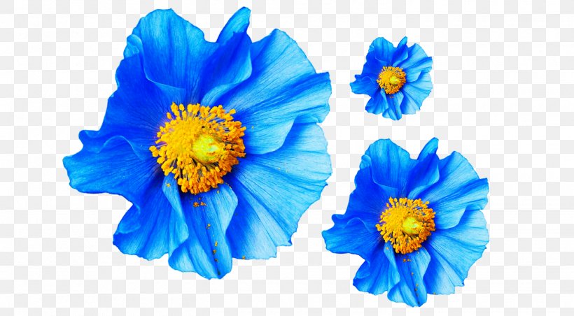 Poppy Flower Blue Papaver Nudicaule Petal, PNG, 1450x800px, Poppy, Blue, Cobalt Blue, Cut Flowers, Floral Emblem Download Free