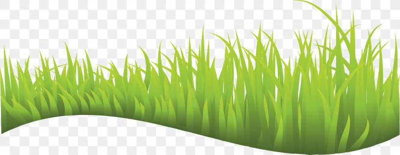 Wheatgrass Vetiver Commodity Lawn Plant Stem, PNG, 5397x2093px, Wheatgrass, Chrysopogon, Chrysopogon Zizanioides, Commodity, Grass Download Free