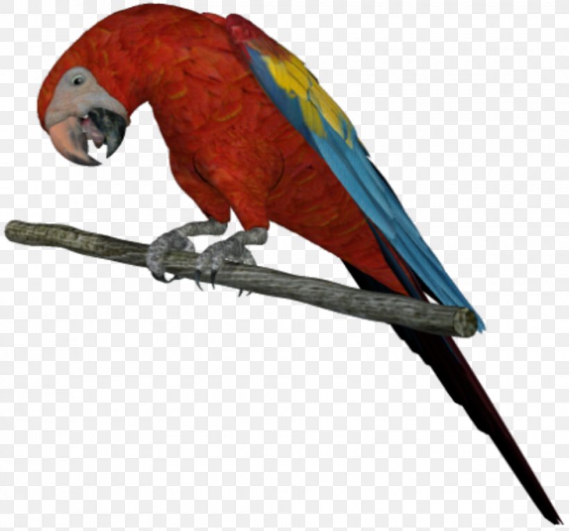 Budgerigar Bird Beak Parakeet, PNG, 980x915px, Budgerigar, American White Pelican, Beak, Bird, Common Pet Parakeet Download Free