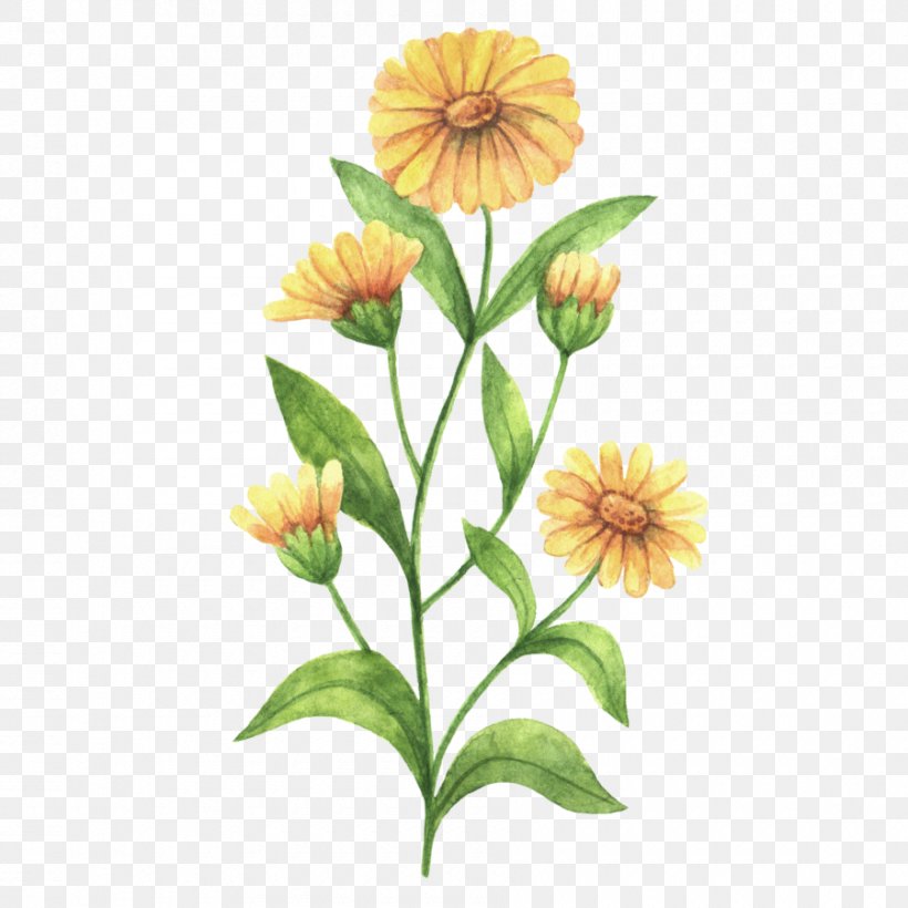 Calendula Officinalis Drawing, PNG, 900x900px, Calendula Officinalis, Botanical Illustration, Calendula, Calendula Arvensis, Cut Flowers Download Free