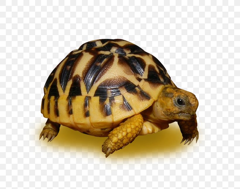 Sea Turtle Background, PNG, 646x646px, Box Turtles, African Spurred Tortoise, Asian Forest Tortoise, Bells Hingeback Tortoise, Box Turtle Download Free