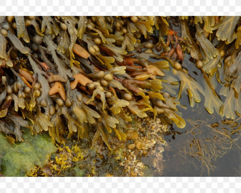 Bladder Wrack Seaweed Algae Ascophyllum Nodosum Fucoidan, PNG, 1000x800px, Bladder Wrack, Algae, Alginic Acid, Ascophyllum Nodosum, Deepsea Tangle Download Free