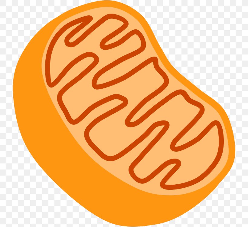 Mitochondrion Cell Organelle Clip Art, PNG, 736x750px, Mitochondrion, Cell, Cell Biology, Cellular Respiration, Chloroplast Download Free