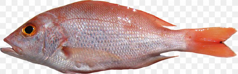 Northern Red Snapper Fish Lutjanus Purpureus Seafood, PNG, 1988x625px, Northern Red Snapper, Animal Figure, Animal Source Foods, Fauna, Fish Download Free
